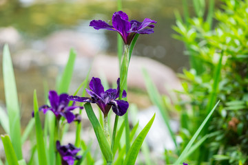 Purple Iris