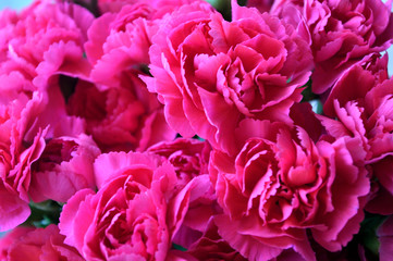 Fototapeta premium Bright Pink Carnations