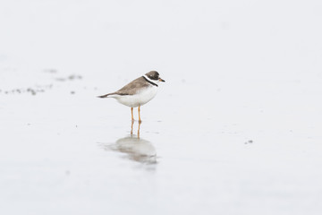 Semipalmated plover (Charadrius semipalmatus) 
