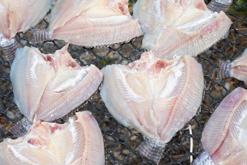 Fresh fish on plastic net under sun light for make dried fish..