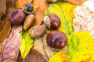 leaves acorns and chestnuts