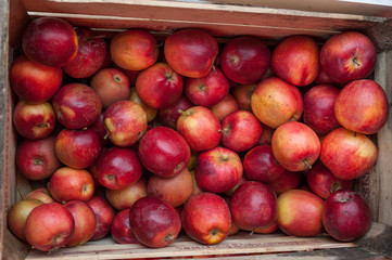 Mele rosse nella cassetta di legno