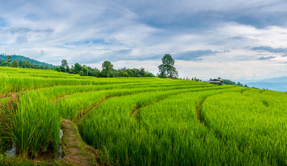 Obraz premium Small cottages among natural lush green Rice Terrace in Chiang-mai, Thailand