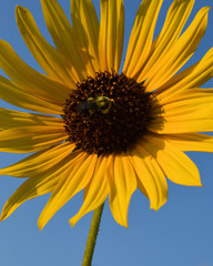 bee on yellow sunflower 