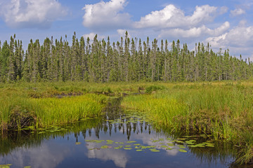 Fototapeta na wymiar Canoe Path Through the Wetlands