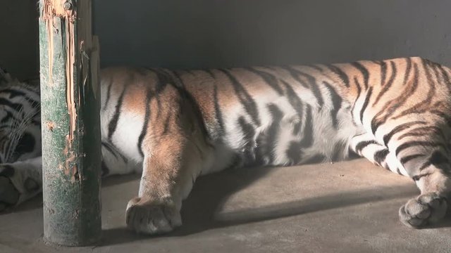 Sleeping tiger, close up