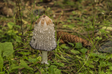 Coprinus mushroom in green forest