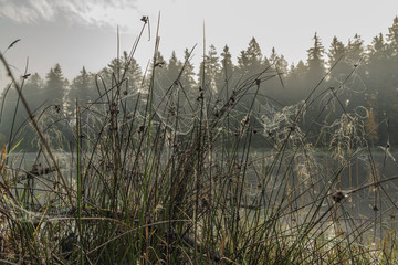 Obraz premium Silver cobweb near Horni Bahnak pond