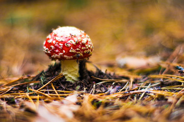 Fliegenpilz im Wald als Macro