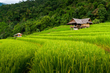 Fototapeta na wymiar Small cottages among natural lush green Rice Terrace in Chiang-mai, Thailand