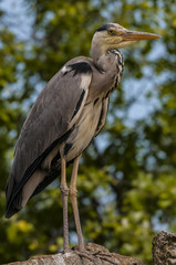 Wild lebender Reiher nach einer ausgiebigen Fischmahlzeit