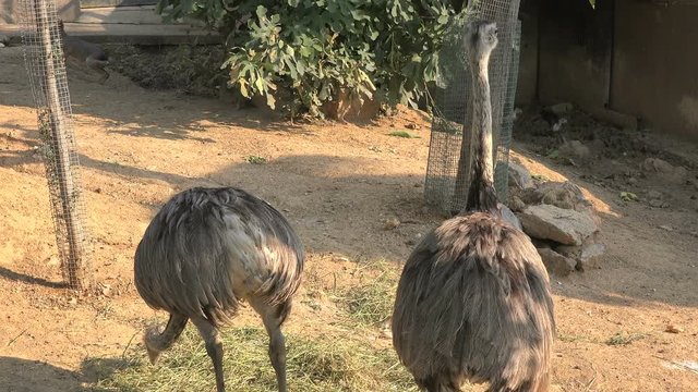 Ostriches in the zoo 