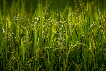 ear of rice in natural lush green Rice Terrace in Chiang-mai, Thailand