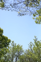 青空と木