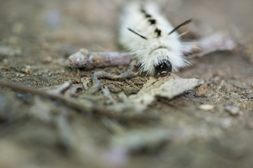 hickory tussock caterpillar
