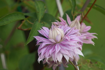 クレマチス　ジョセフィーヌ