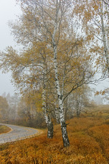 Fototapeta premium Autumn Landscape with yellow trees and fog, Vitosha Mountain, Sofia City Region, Bulgaria