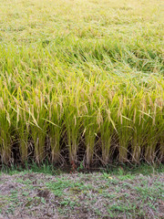 台風被害　つぶれた田んぼの稲