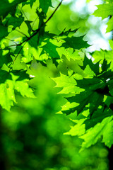 Fototapeta na wymiar Green Forest Leaves in Nature with Sunlight