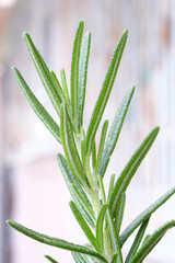 Obraz premium rosemary on white background