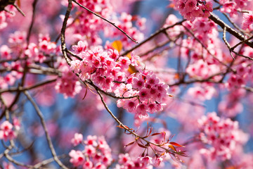 Cherry blossom in Khun Wang ChiangMai, Thailand.