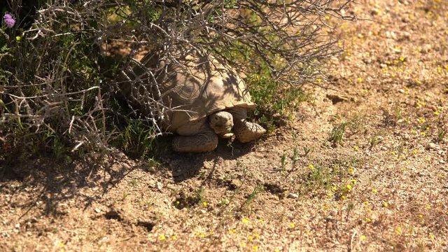 Wild Desert Tortoise Gopherus Agassizii in Mojave California