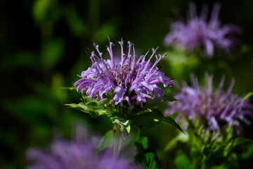 Purple Bee Balm Flower (Monarda)