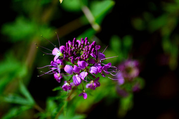 Purple Bee Balm Flower (Monarda)