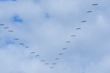 The flight in V