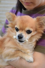 Long coat Chihuahuas held by women