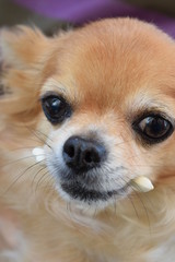 Long coat Chihuahua with snack in its mouth