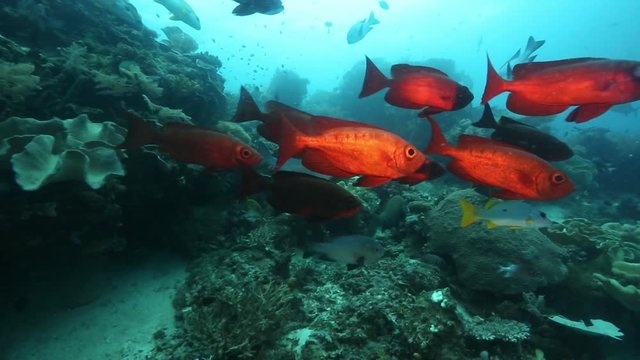 Crescent tail bigeye and chevron barracuda swimming over coral reef in Raja Ampat, Indonesia