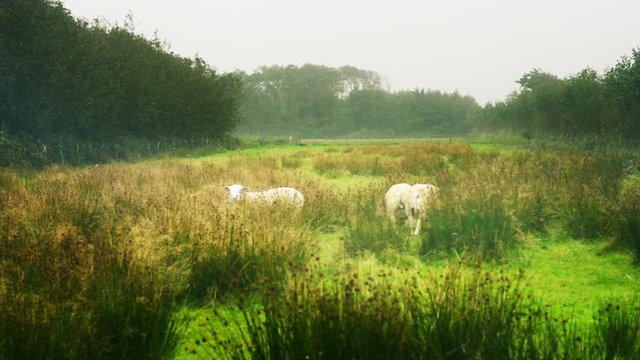 organic farming sheep in the rain