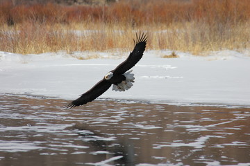 White-Headed Bald Eagle