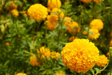 Beautiful Marigold flowers