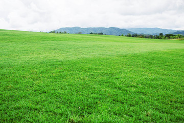 grassland in the countryside.