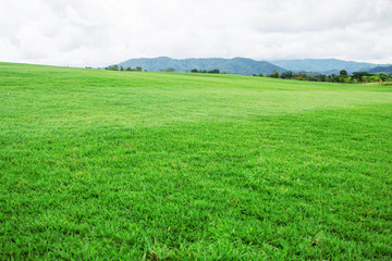 Fototapeta premium grassland in the countryside.
