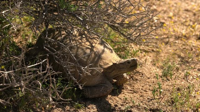 Wild Desert Tortoise Gopherus Agassizii in Mojave California