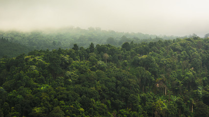 Naklejka premium landscape of Rain forest in Thailand