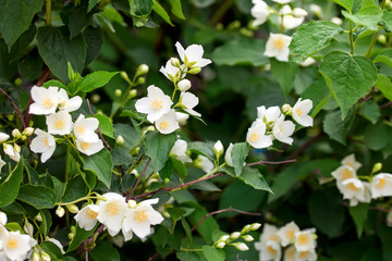 Jasmine flowers