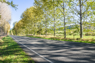 Fototapeta na wymiar Rows of trees along the road in sunlight