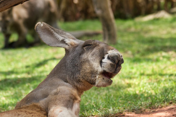 Kangaroo