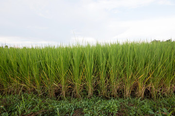 Obraz premium rice plant in paddy field 