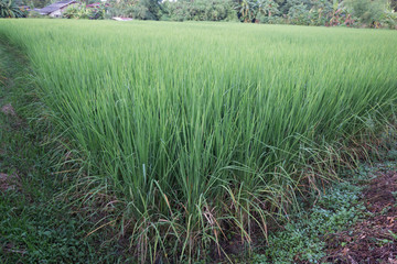 rice plant in paddy field
