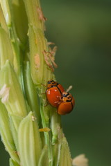 lady bug is Mating in paddy field
