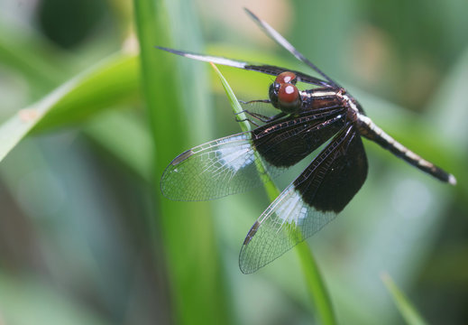 Dragonfly in paddy field
