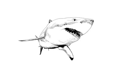 Naklejka premium a great white shark drawn in ink on a white background with jaws attacking