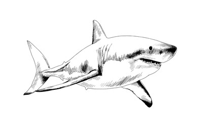 Fototapeta premium a great white shark drawn in ink on a white background with jaws attacking
