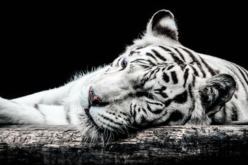 Portrait of a white tiger isolated on black