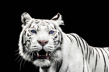 Portrait of a White Tiger with blue eyes